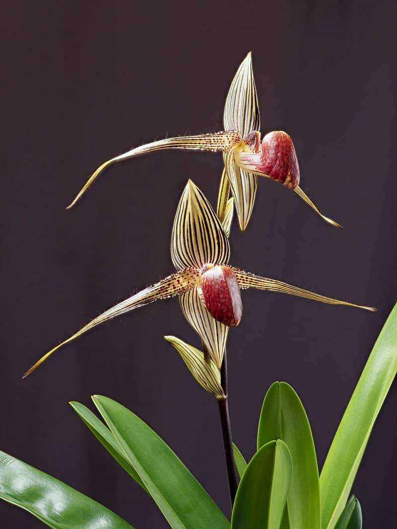 Rothschilds-Slipper-Orchid